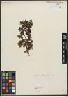 Foto von Salix retusa L.